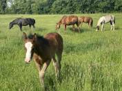 Filly Paint For sale 2026 Bay