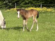 Filly Paint For sale 2026 Bay
