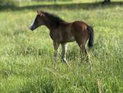 Filly Paint For sale 2026 Bay