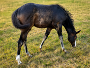 Filly Paint For sale 2026 Bay