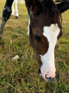 Filly Paint For sale 2026 Bay