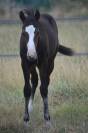 Veulen (vr) Paint Horse Te koop 2026 Donker bruin / bai ,  Classic cowboy spirit