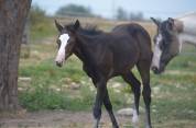Veulen (vr) Paint Horse Te koop 2026 Donker bruin / bai ,  Classic cowboy spirit