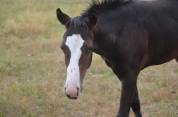 Veulen (vr) Paint Horse Te koop 2026 Donker bruin / bai ,  Classic cowboy spirit