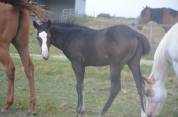 Veulen (vr) Paint Horse Te koop 2026 Donker bruin / bai ,  Classic cowboy spirit
