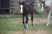 Veulen (vr) Paint Horse Te koop 2026 Donker bruin / bai ,  Classic cowboy spirit