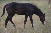 Veulen (vr) Paint Horse Te koop 2026 Donker bruin / bai ,  Classic cowboy spirit