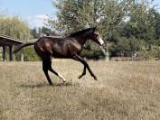 Filly Paint For sale 2026 Bay