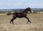 Filly Paint For sale 2026 Bay