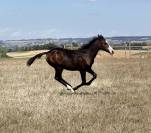 Filly Paint For sale 2026 Bay