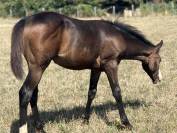 Filly Paint For sale 2026 Bay