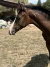 Filly Paint For sale 2026 Bay