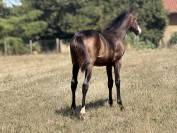 Filly Paint For sale 2026 Bay