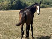Filly Paint For sale 2026 Bay