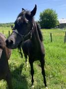 Pouliche noire PSA 2025