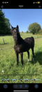 Pouliche noire PSA 2025