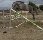 Super cheval de 4 ans 