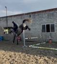 Super cheval de 4 ans 