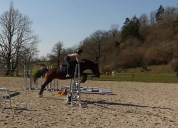 Jument Welsh K 6 ans