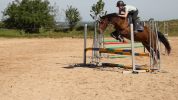 Merrie Welsh Partbred Te koop 2020 Bruin / Bai ,  BALUCHON POUPETIERE