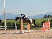Cheval de sport - Hongre de 9 ans