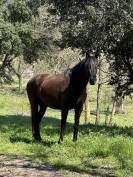 Yegua PRE x &Aacute;rabe de 5 a&ntilde;os &ndash; 160 cm &ndash; Con pasaporte