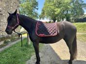 Yegua PRE x &Aacute;rabe de 5 a&ntilde;os &ndash; 160 cm &ndash; Con pasaporte