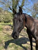 Yegua PRE x &Aacute;rabe de 5 a&ntilde;os &ndash; 160 cm &ndash; Con pasaporte