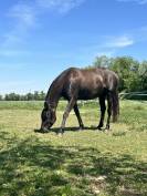 Yegua PRE x &Aacute;rabe de 5 a&ntilde;os &ndash; 160 cm &ndash; Con pasaporte