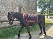 Yegua PRE x &Aacute;rabe de 5 a&ntilde;os &ndash; 160 cm &ndash; Con pasaporte