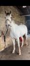 Hongre Anglo Arabe 9 ans