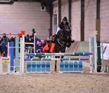 Caballo castrado PFS Poni Fran&ccedil;&eacute;s de Silla En venta 2013 Bayo moreno