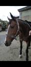 Jument 11 ans
