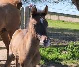 POULAIN PS ARABE &agrave; vendre