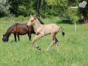 Pouliche Connemara PP isabelle