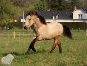 Pouliche Connemara PP isabelle