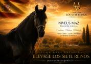 Yeguada Los Siete Reinos | Allevatori cavalli > Allevatori, Pony iberici