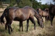 Yeguada Los Siete Reinos | Allevatori cavalli > Allevatori, Pony iberici