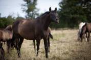 Yeguada Los Siete Reinos | Allevatori cavalli > Allevatori, Pony iberici