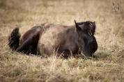 Yeguada Los Siete Reinos | Allevatori cavalli > Allevatori, Pony iberici