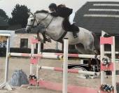 A vendre - Jument Zangersheide - 10 ans 