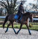 Belle jument de dressage allemande - 8 ans - 175cm