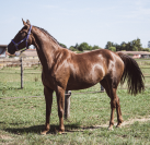 Belle jument de dressage allemande - 8 ans - 175cm