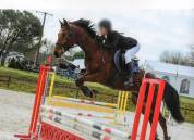 Hongre Selle Fran&ccedil;ais 10ans