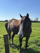 Jument PS loisir randonn&eacute;e 