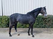 Splendide hongre 6 ans