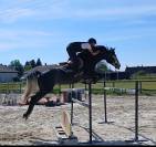 Splendide hongre 6 ans