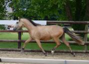 Hongre PFS 3 ans 1m46 gros potentiel CSO