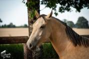Hongre PFS 3 ans 1m46 gros potentiel CSO