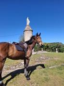 Jument Selle Fran&ccedil;ais 6 ans